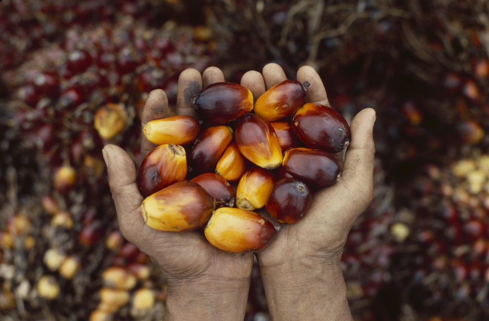 hands holding palm fruit
