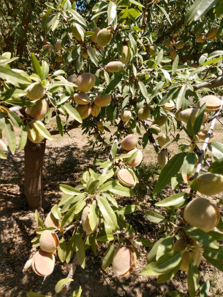 The almond’s fuzzy hull.