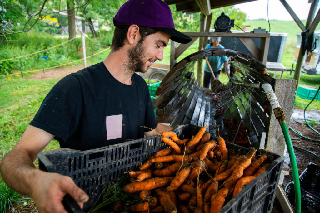 Man holding crate with carrots in pastoral setting