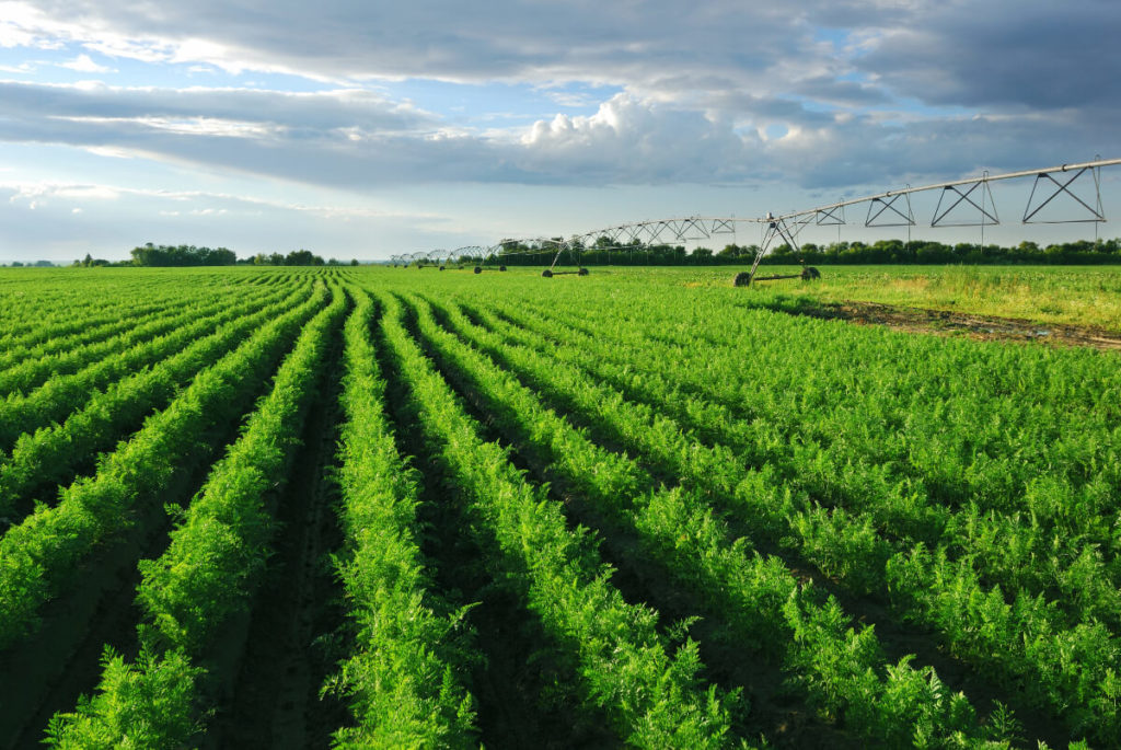 Long range view of lush green crop field with machinery in backround