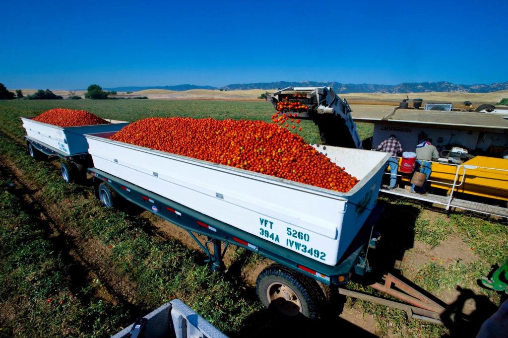 tomatoes on truck