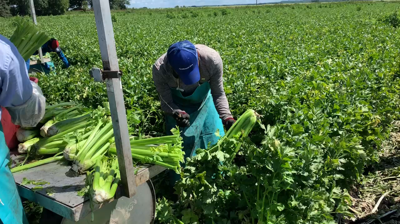 Hand-cutting celery